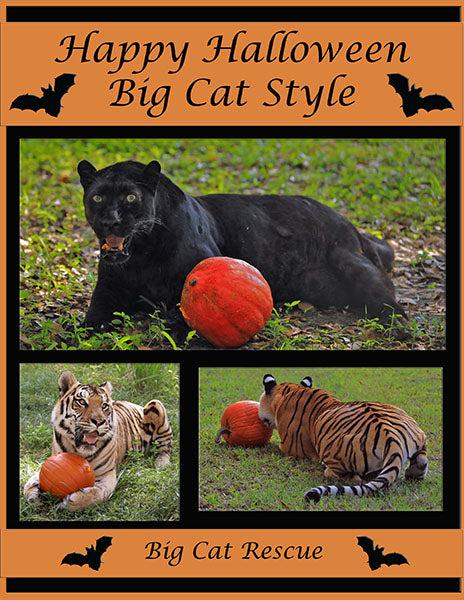 Download - Big Cat Halloween Booklet 2022