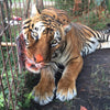 Leggings - Tiger Paw Painting