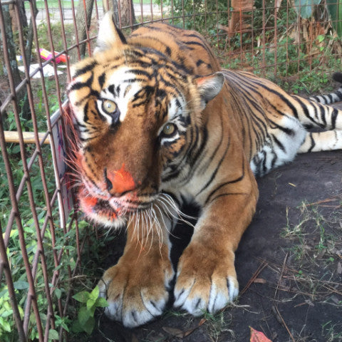 Leggings - Tiger Paw Painting – Big Cat Rescue