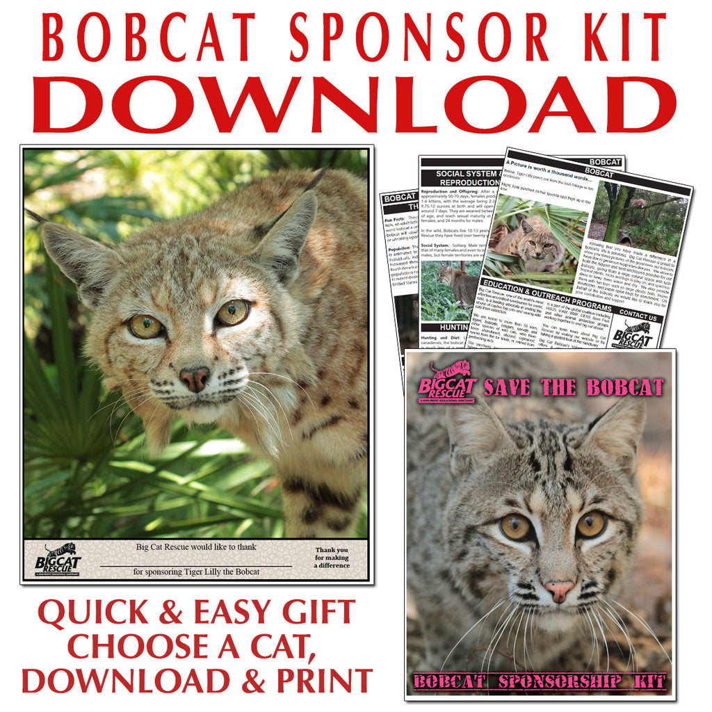 Download - Bobcat Sponsorship Named N-Z