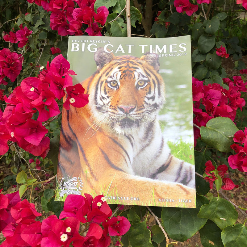 Check out the Big Cat Times