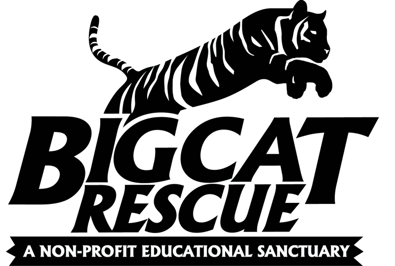 Big Cat Rescue