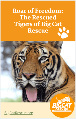 Download - Roar Of Freedom: The Rescued Tigers Of Big Cat Rescue