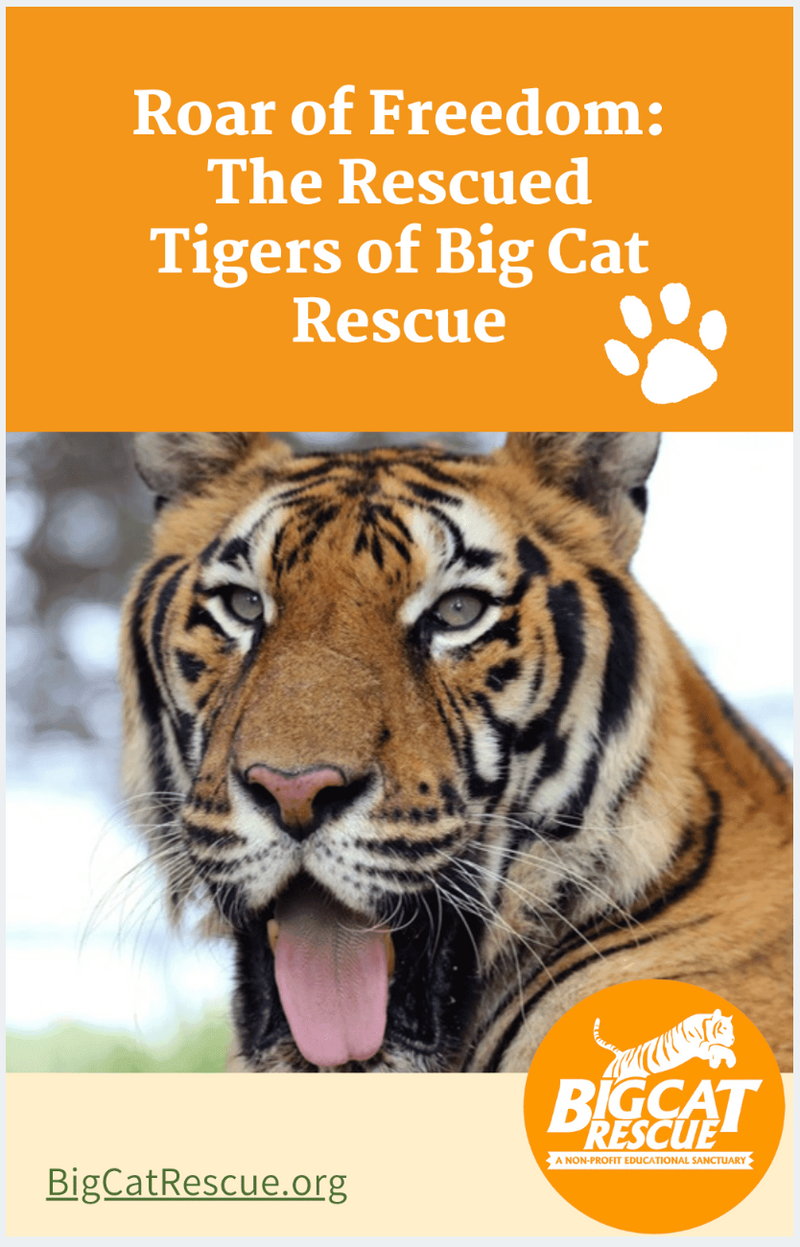 Download - Roar Of Freedom: The Rescued Tigers Of Big Cat Rescue