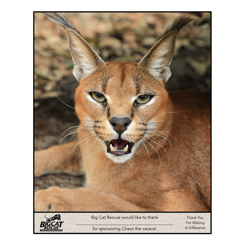 Download - Caracal Sponsorship