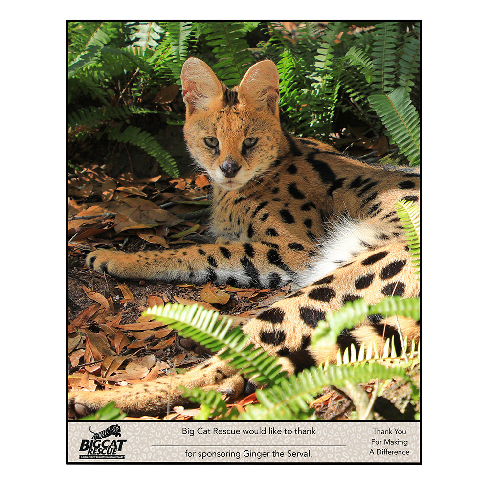 Download - Serval Sponsorship