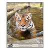 Download - Tiger Sponsorship