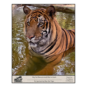 Download - Tiger Sponsorship