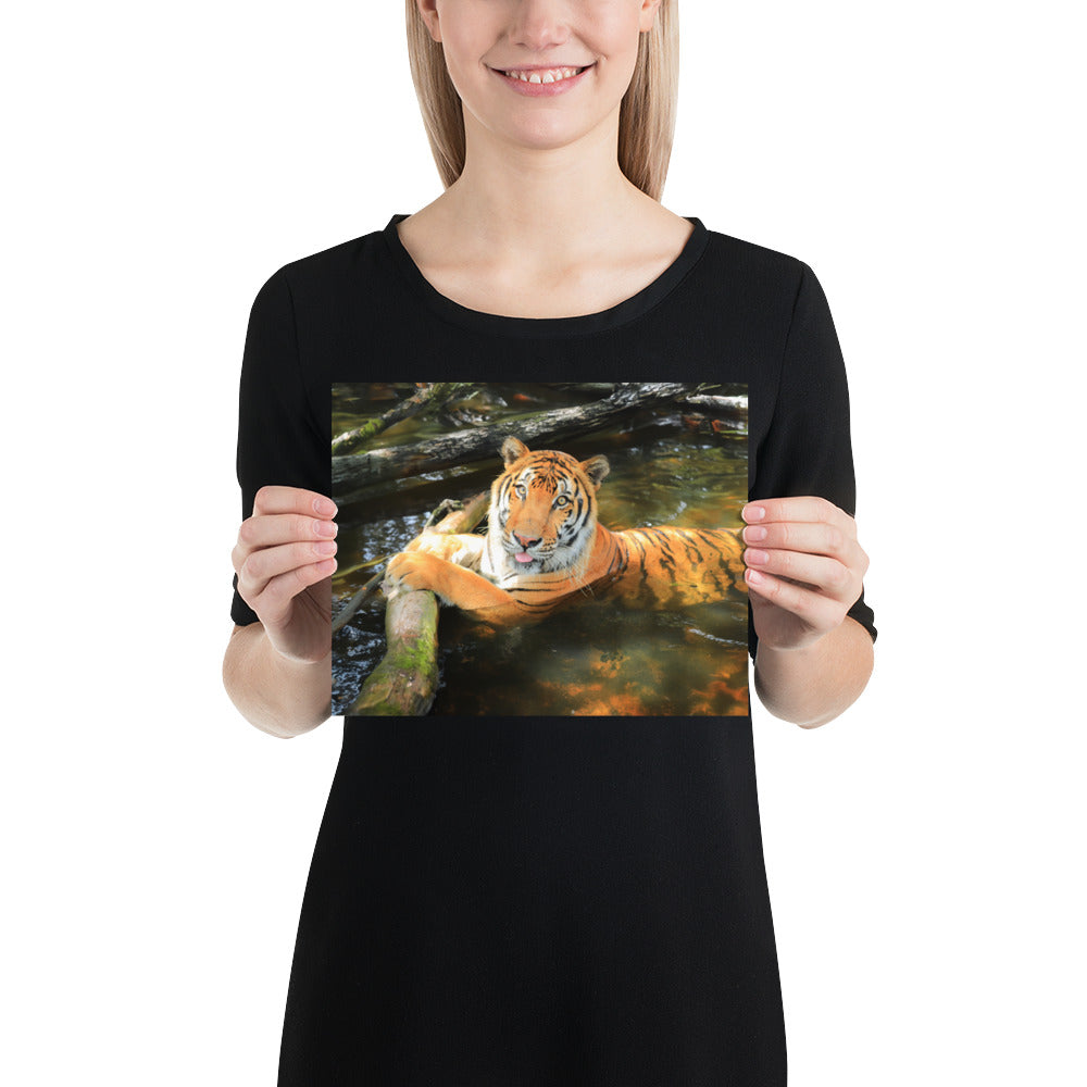 Photo 10x8 - Simba's Serenity: A Majestic Tiger Forest Pond Scene - Beauty with a Cause