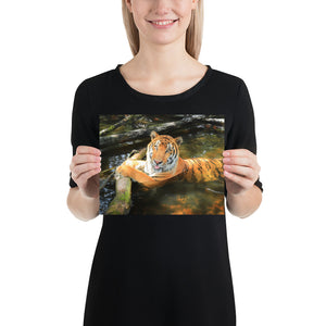 Photo 10x8 - Simba's Serenity: A Majestic Tiger Forest Pond Scene - Beauty with a Cause