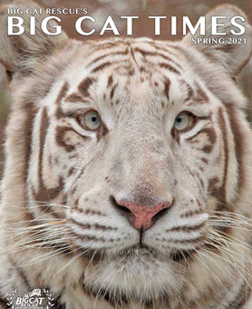 Download - Big Cat Times Spring 2021