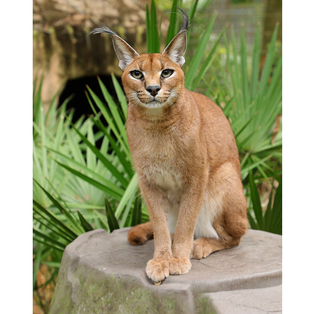 Photo - Chaos Caracal Download or Matted Print