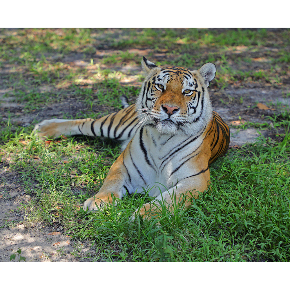 Photo - Dutchess Tiger Download or Matted Print