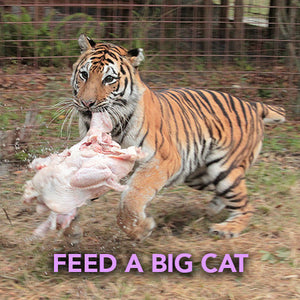Donation - Feed A Big Cat