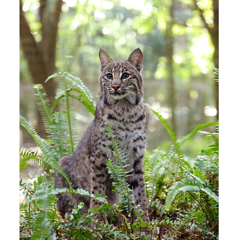 Photo - Flint Bobcat King of the Hill Download or Matted Print