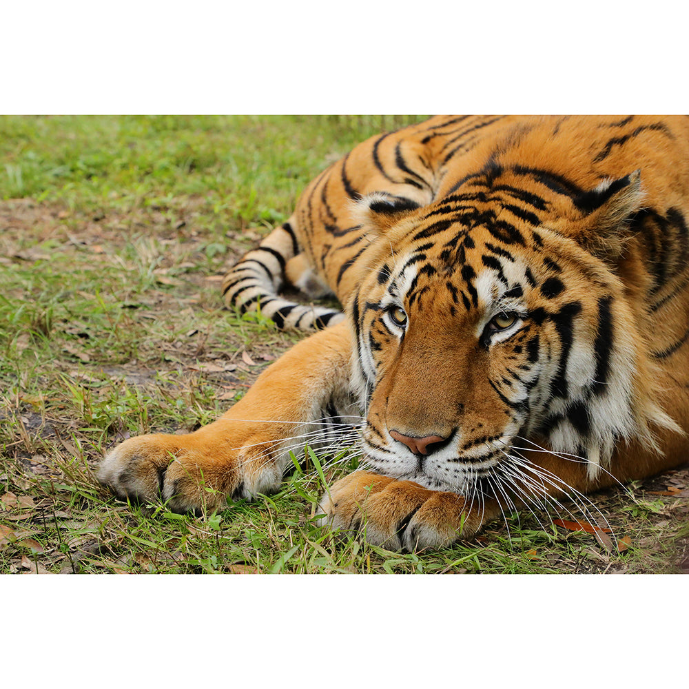 Photo - Kimba Tiger Download or Matted Print