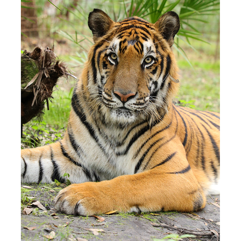 Photo - Max Tiger Download or Matted Print