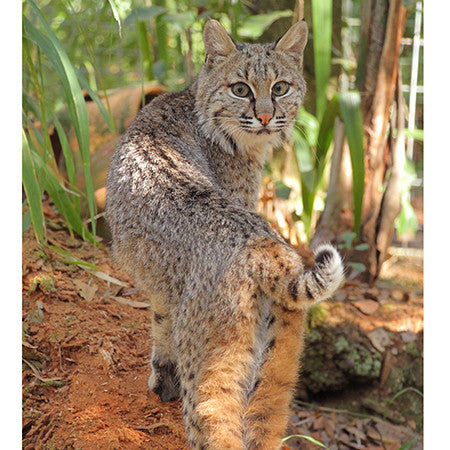 Matted Photo - Mrs Claws Bobcat