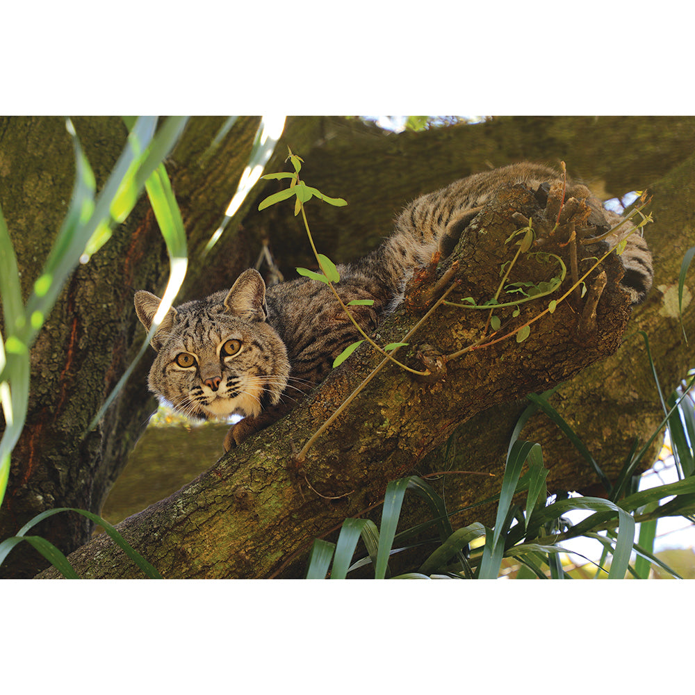 Photo - Philmo Bobcat Download or Matted Print