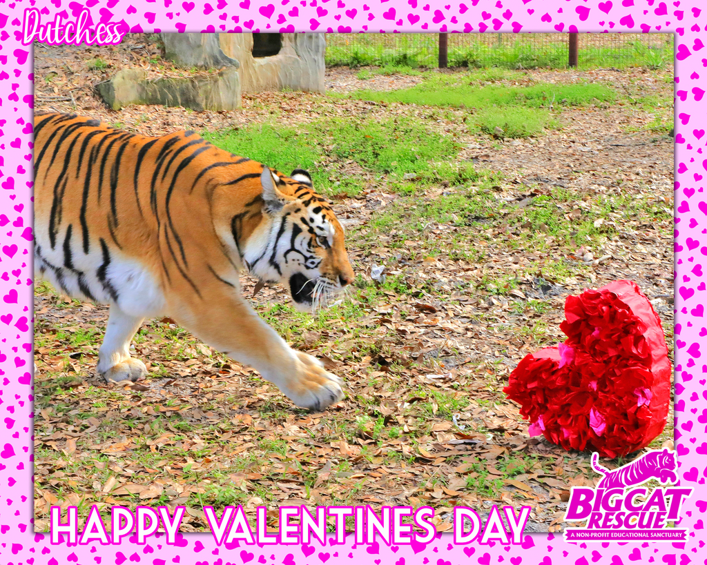 Donation - Downloadable Valentine's Day Acknowledgment Dutchess Tiger