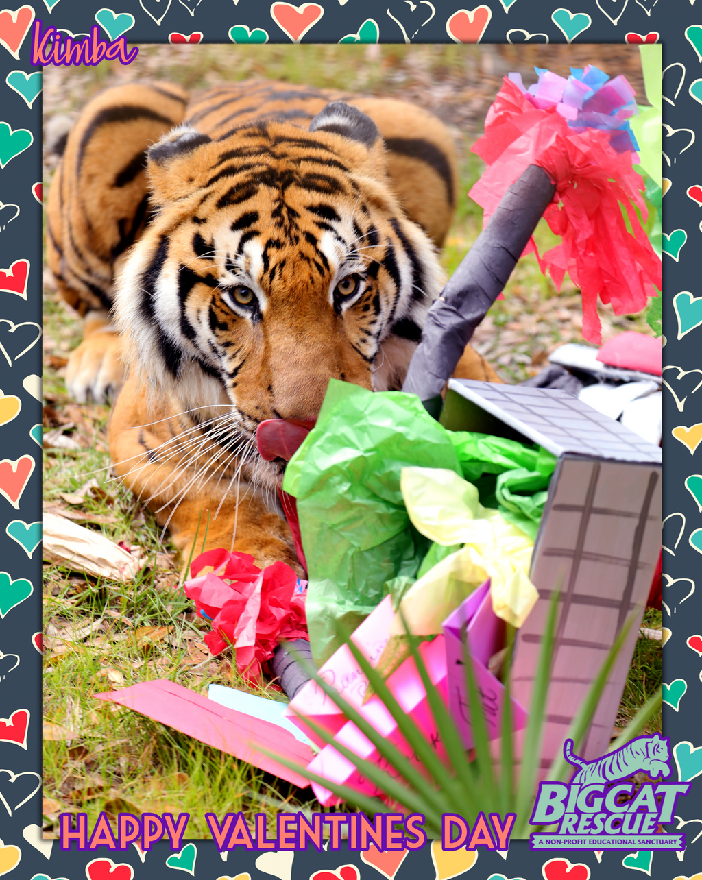 Donation - Downloadable Valentine's Day Acknowledgment Kimba Tiger