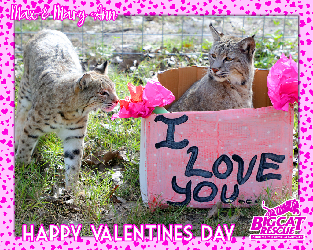 Donation - Downloadable Valentine's Day Acknowledgment Max & Mary Ann Bobcat