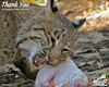 Donation - Feed A Big Cat