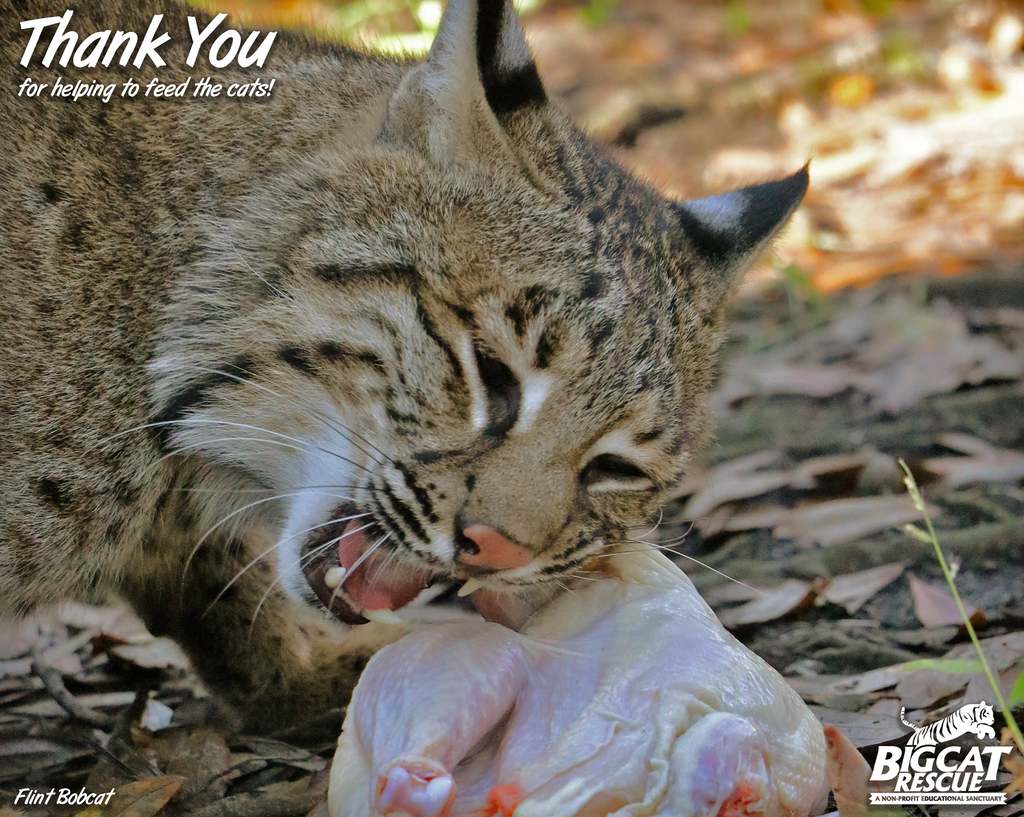 Donation - Feed A Big Cat