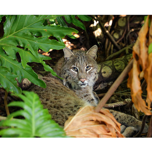 Photo - Shiloh Bobcat Download or Matted Print