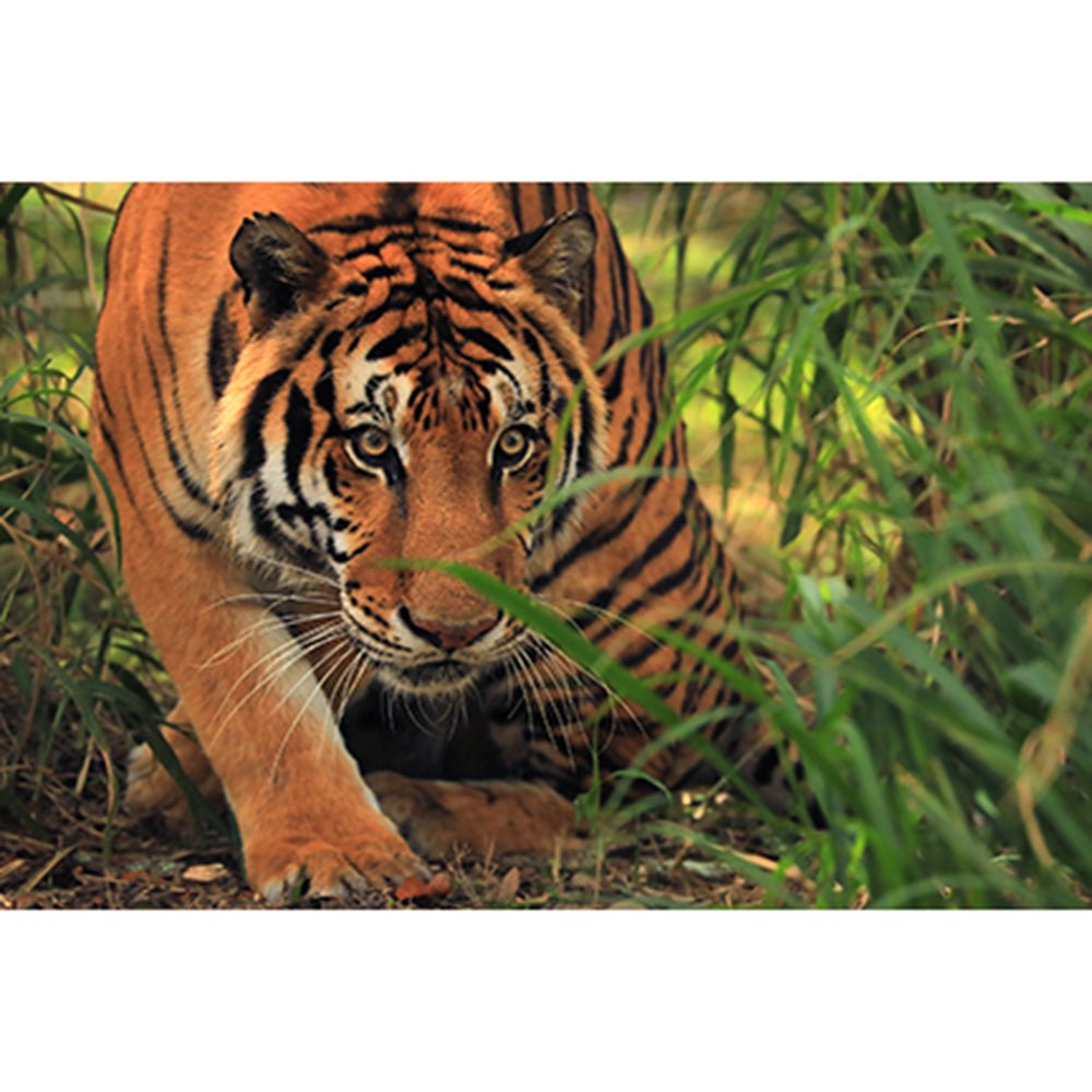 Photo - Simba Stealth Mode Download or Matted Print