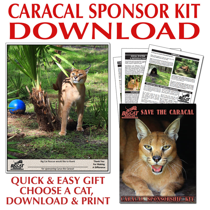Download - Caracal Sponsorship