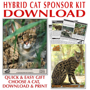Download - Hybrid Sponsorship