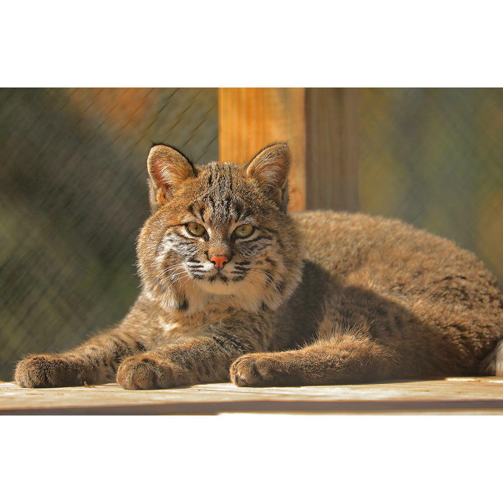 Photo - Summer Rehab Bobcat Download or Matted Print