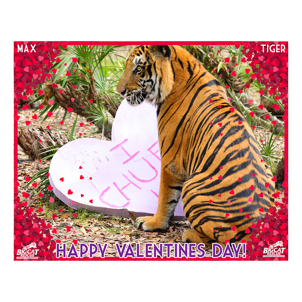 Download Valentine - Donation Acknowledgment Max Tiger