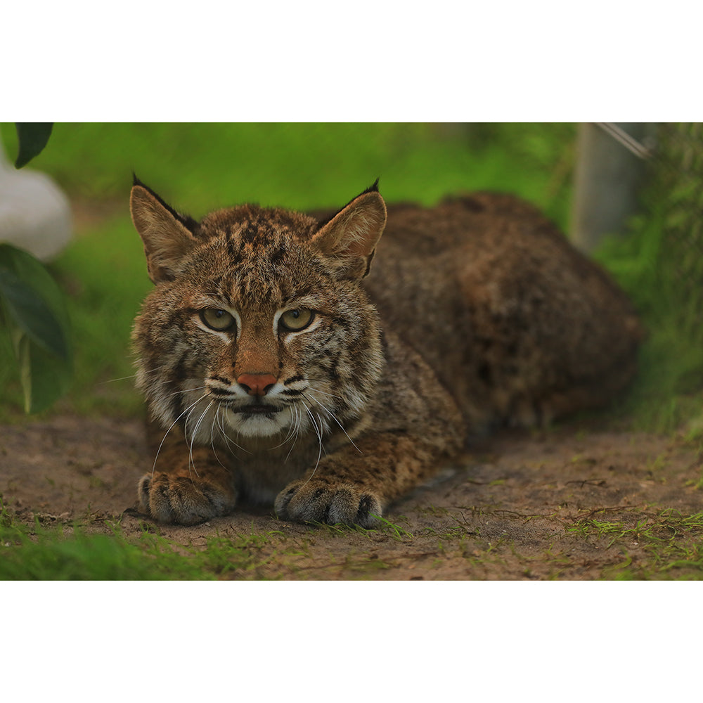 Photo - Winter Rehab Bobcat Download or Matted Print