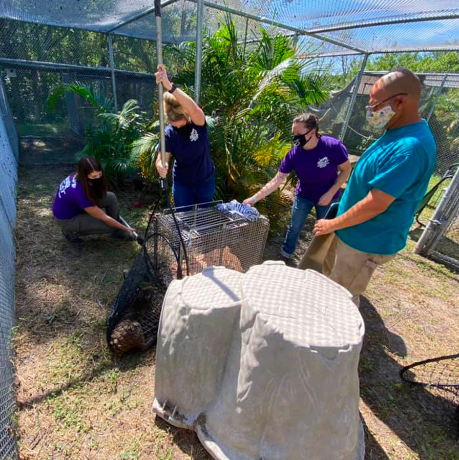 Donation - Bobcat Rehabilitation Program